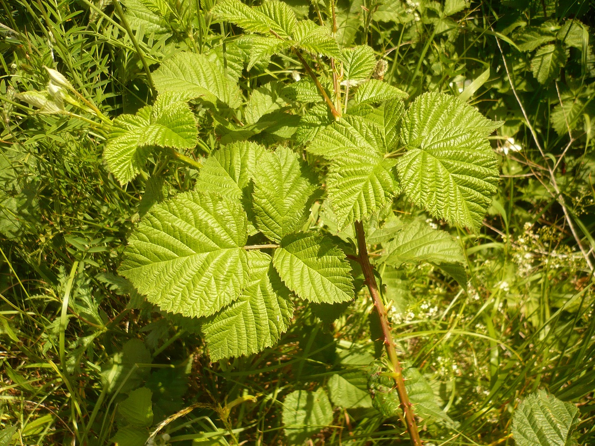 Rubus nemorosus aggr. (Rosaceae)